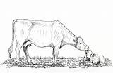 Mucche Tsln Ranching sketch template