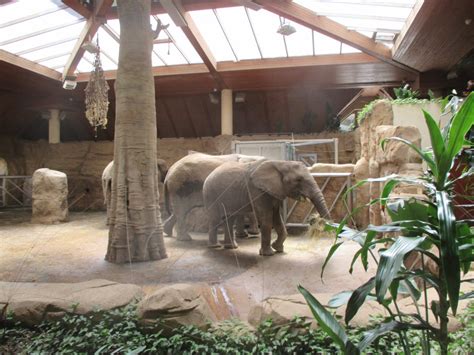 African Elephants House Zoochat