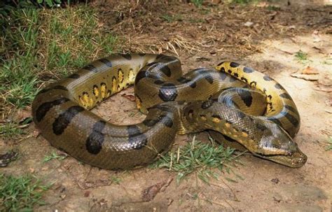 Worlds 7 Dangerous Snakes Not Found In India