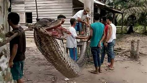 Shocking Video Of Giant Python Eating An Indonesian Woman Will Freak