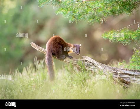European Pine Marten Branch Hi Res Stock Photography And Images Alamy