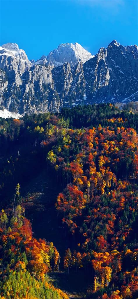 Autumn Trees Wallpaper 4k Snow Mountains Blue Sky Glacier Landscape