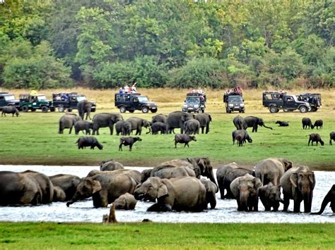 Zdjęcia Kaudulla National Park Habarana Słonie U Wodopoju Sri Lanka