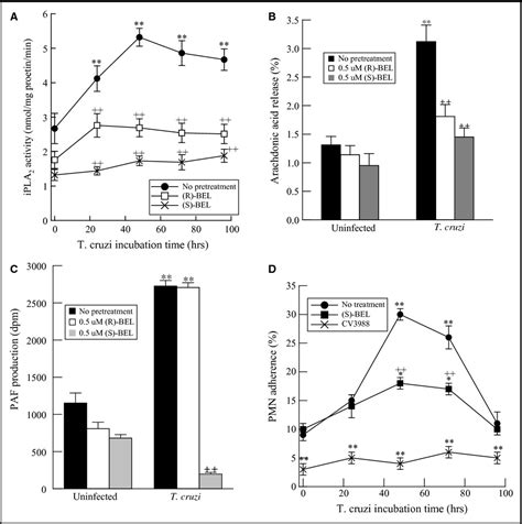 Absence of calcium‐independent phospholipase A2β impairs ...