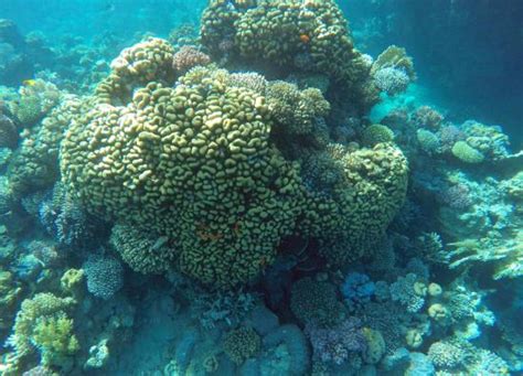 Red Sea Coral Reef Snorkeling At Ras Mohamed National Park