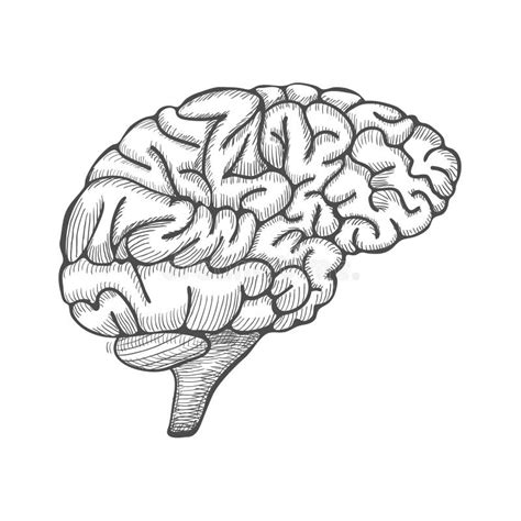 Engraving Brain Illustration Hand Drawn Anatomical Illustration