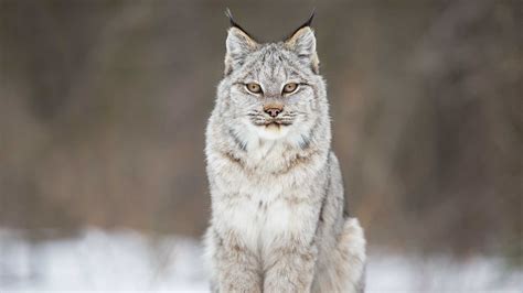 A Wild Lynx And A Cameraman Develop An Amazing Relationship Video