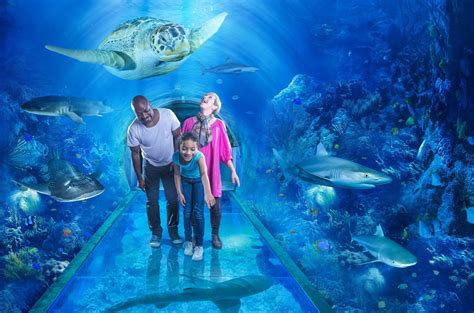 Plan A Visit National Sea Life Centre Birmingham Aquarium