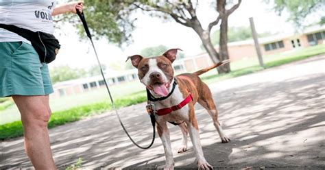 Whatever you do, do not try to do it yourself. Shelter Dog Has Only Less Than A Week To Find A Forever Home