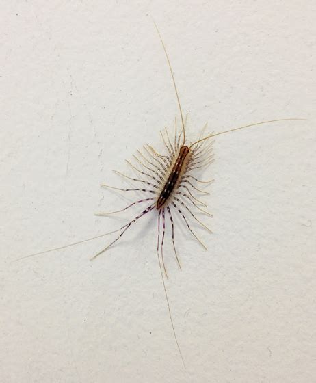 House Centipede Scutigera Coleoptrata Bugguidenet