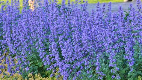 Katz, an english tailor of the late 1700's and early 1800's, who made the finest silk pajamas for royalty and other wealth patrons. Cat's Meow Nepeta | Smith gardens, Garden, Vegetable garden