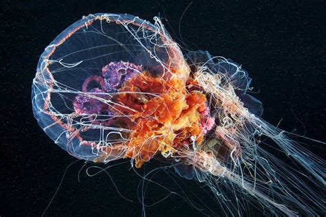 The Stunning Deep Sea Photography Of Alexander Semenov