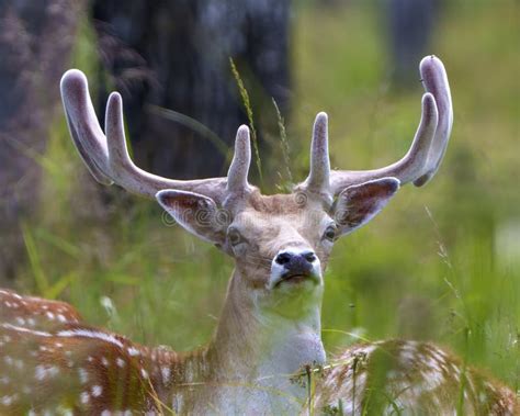 Fallow Deer Photo And Image Head Shot Profile View With A Blur