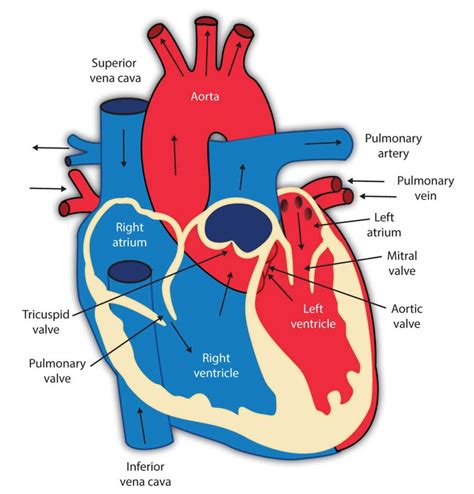 The Human Heart Parts And Functions