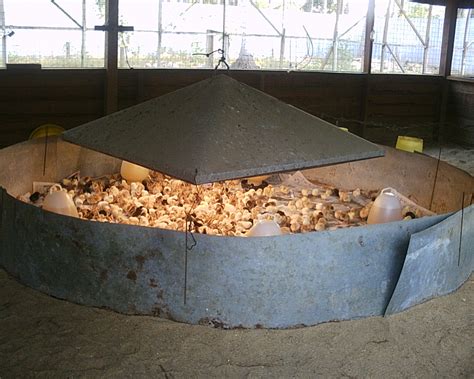Maybe you would like to learn more about one of these? DINARA AGRO FARM: PANDUAN MENTERNAK AYAM KAMPUNG