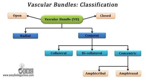 Structure And Classification Of Vascular Bundles In Plants