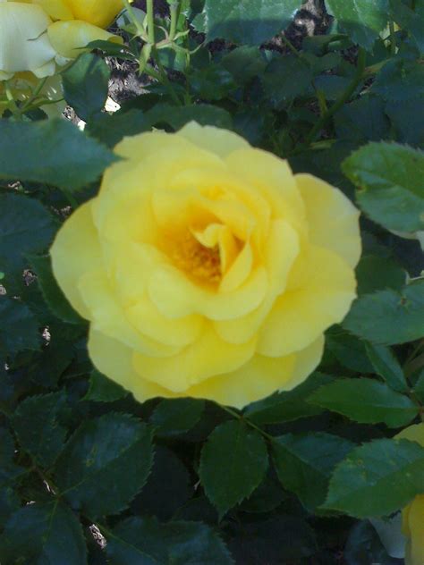 Huntington Library Ca Most Amazing Yellow Rose Garden Rose Yellow