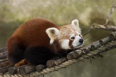 Red Panda Animal Wildlife