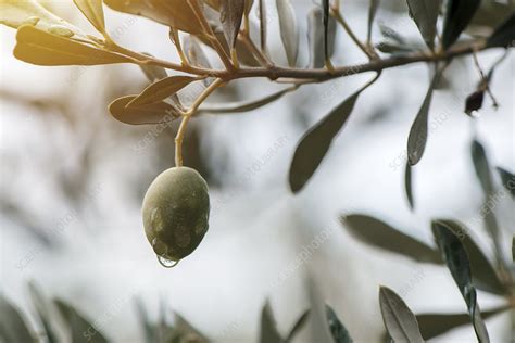 Ripe Olive On Tree Stock Image F0217079 Science Photo Library