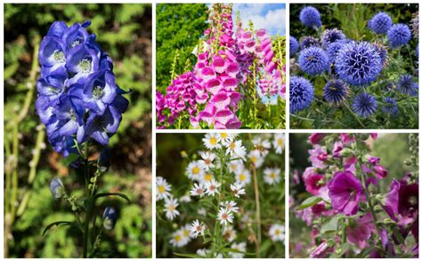 17 Tall Growing Perennials That Will Add Depth And Beauty To Your Garden