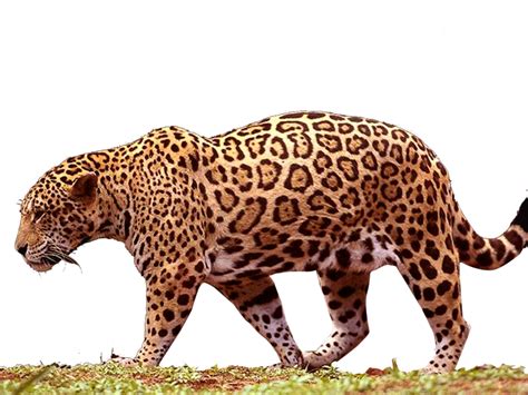 Download Jaguar Png Picture Hq Png Image Freepngimg