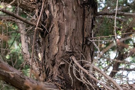 Red Cedar Tree Bark