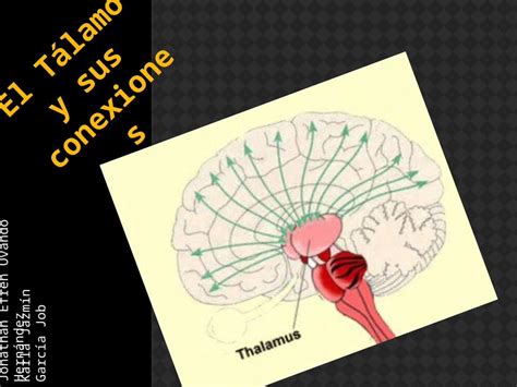 Pptx El Tálamo Y Sus Conexiones Dokumentips