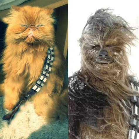 20 Cats That Look Like Other Things