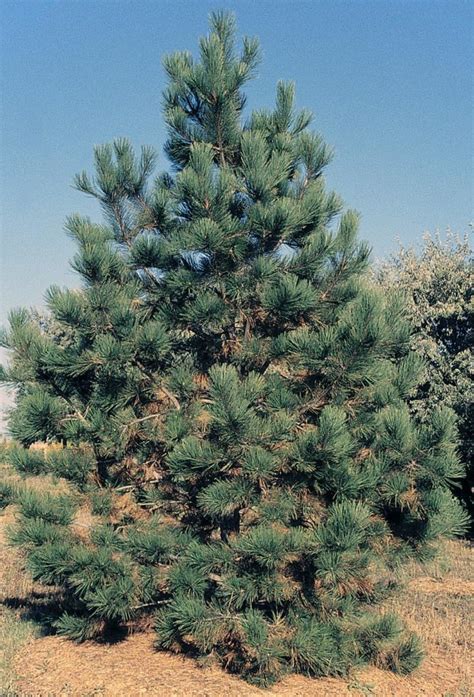 Ponderosa Pine Wyoming Plant Company