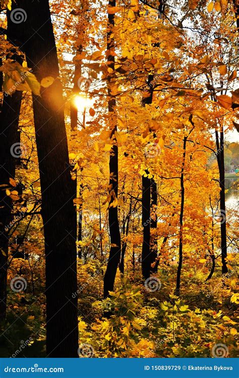 Autumn Forest Color Photo Taken In Tsaritsyno Park In Moscow Stock