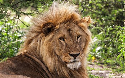 1080p Free Download Big Lion Africa Summer Wildlife Predator