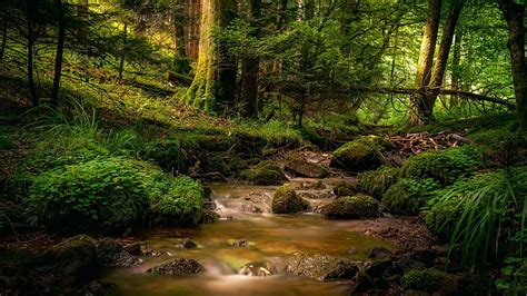 Hd Wallpaper Vegetation Nature Forest Stream Old Growth Forest