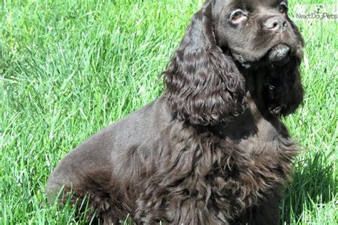 Penny lane cocker spaniels is a breeder of a variety of differed colored cocker spaniels. Ella: Cocker Spaniel puppy for sale near Denver, Colorado ...