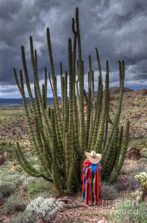 Certain species may be easier than others to propagate. Organ Pipe Cactus The Visitor 1 Photograph by Bob Christopher