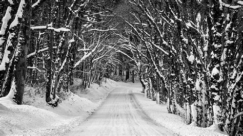 Road Between Trees Covered With Snow During Winter Nature Hd Wallpaper