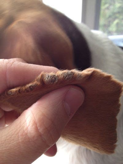 Ear Margin Dermatosis Or Scurf In A Dog Ask A Vet Dog Dry Skin