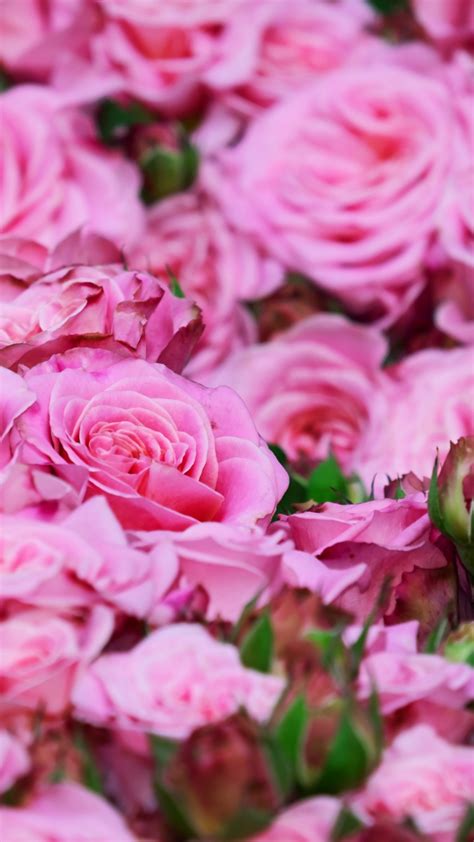 Download 720x1280 Wallpaper Roses Pink Fresh Bouquet Samsung Galaxy