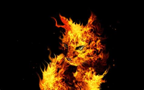 Free Download Fire Cat Cats Cat Wallpaper Warrior Cats 1920x1200