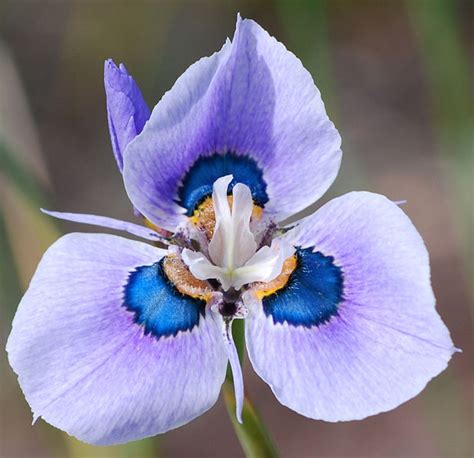 lista 101 imagen cuál es la flora de australia lleno