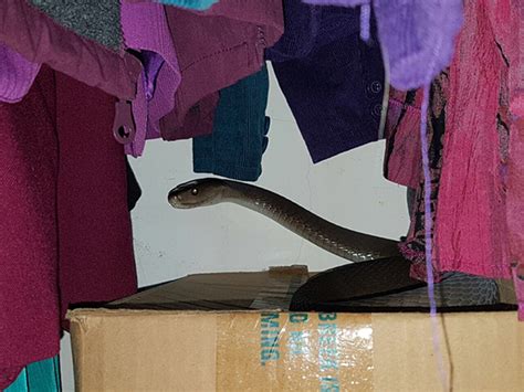 Durban Woman Wakes Up To Find Massive Black Mamba In Her Room You