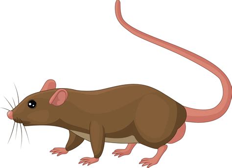 Rat Vector Art Icons And Graphics For Free Download