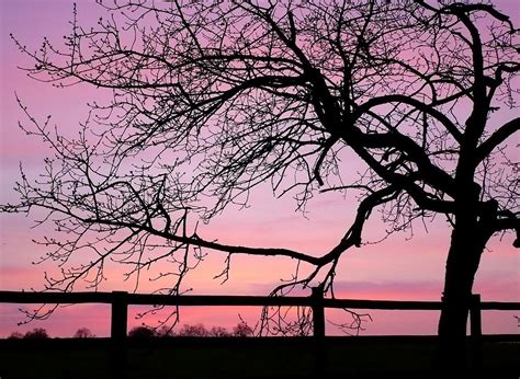 Free Images Tree Branch Silhouette Blossom Sky Sunrise Sunset
