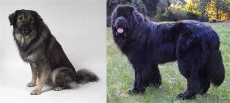 Newfoundland Dog Vs Istrian Sheepdog Breed Comparison