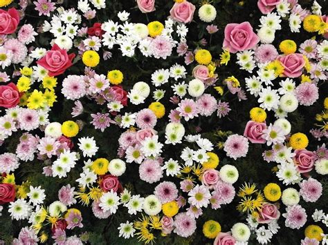 Flowers Texture Flower Carpet Free Photo On Pixabay