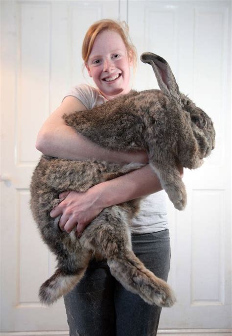 Giant Bunnies So Big They Could Destroy You