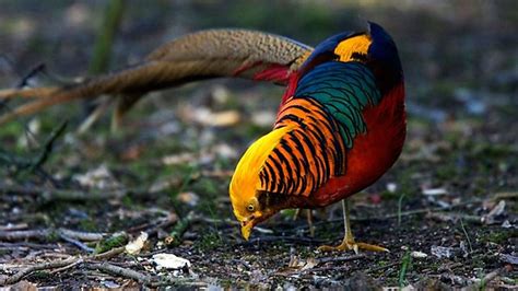 Golden Pheasant Facts Information And Pictures Popular Bird By