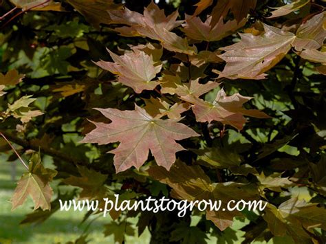 And a spread of 15ft. Plant Image Gallery | Plant Identification Photo Gallery ...