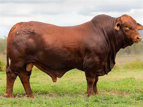 Lot 1 Glenlands J Comrade P D5 Glenlands Sale 2022