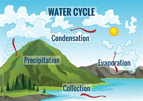 Stockvector Water Cycle Diagram Earth Hydrologic Process