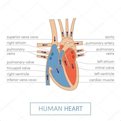 Corazón Humano Anatomía Dibujos Animados 2023